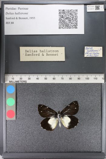 Media type: image;   Entomology 128275